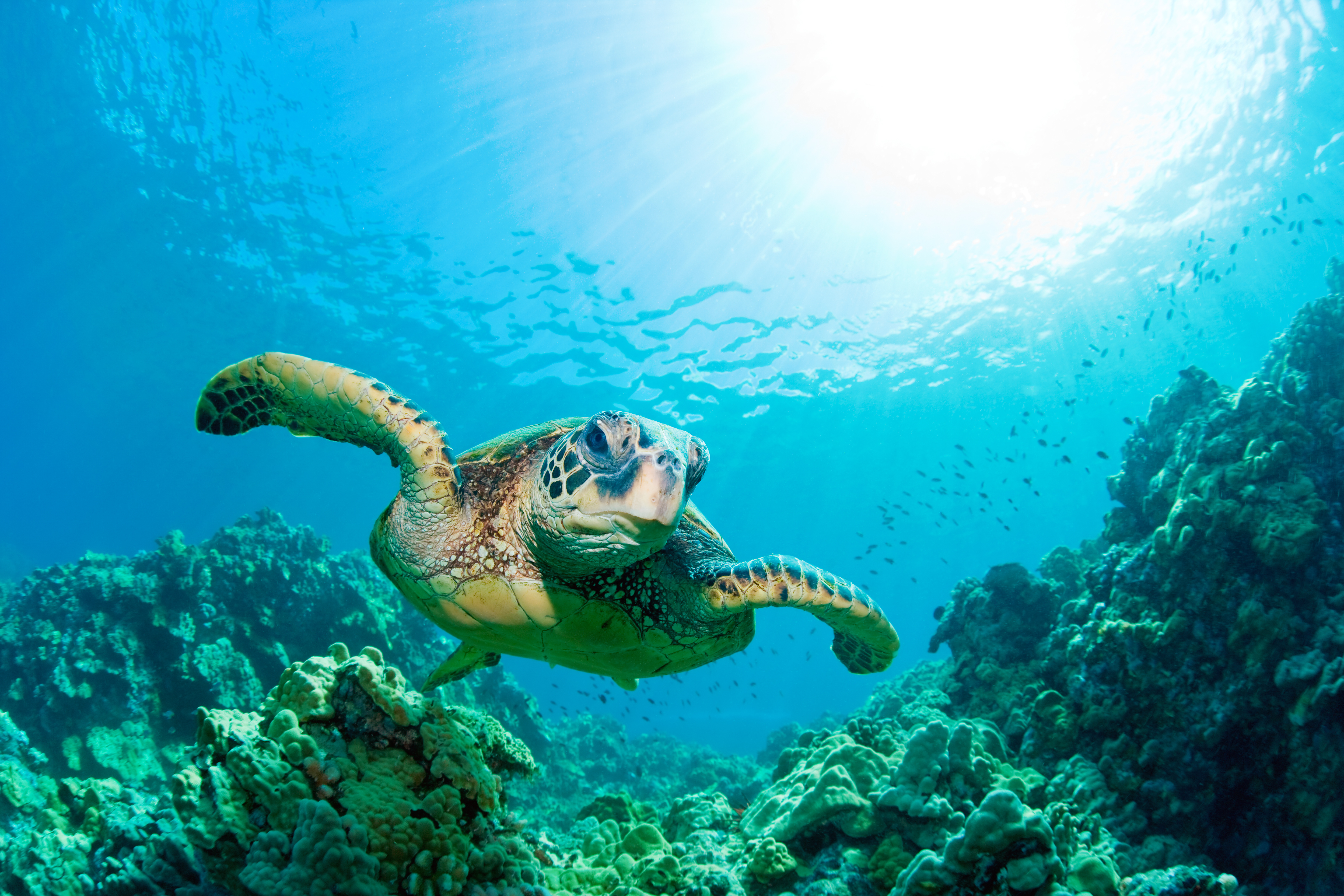 green sea turtle with sunburst in background underwater